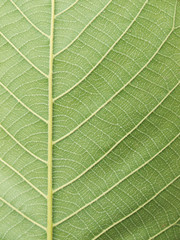 leaf texture