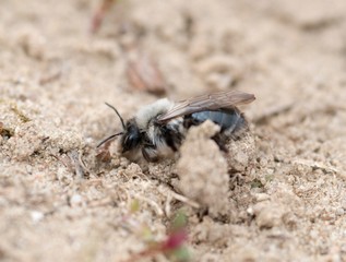 Weiden-Sandbiene (Andrena vaga), Weibchen, auf der Suche nach Nistgelegenheiten auf Sandboden, Lüneburger Heide, Niedersachsen, Deutschland