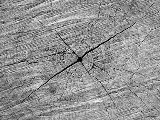 A close up view of an weathered old driftwood stump that shows the radial pattern of tree rings punctuated by a series of cracks spreading from the center