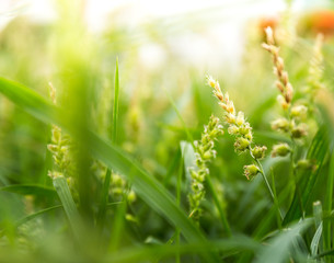 Field with green flowers  depth of field macro close-up