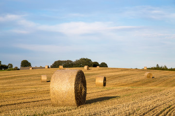 Hay bales on a field