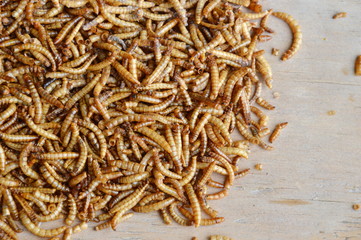 dried worm for feeding rodent and bird with lizard on wooden board