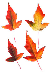  multicolor pressed decorative maple leaves
