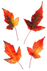  multicolor pressed decorative maple leaves