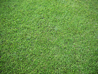 Fototapeta premium green grass - real green grass background