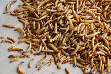 dry worm for feeding rodent and bird with lizard on wooden board
