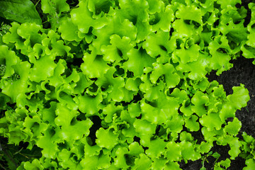 Lettuce growing in the garden