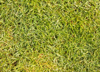 grass texture grass Golf Course for design pattern and backgroun