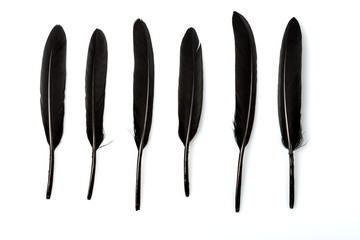 six black feathers on white background