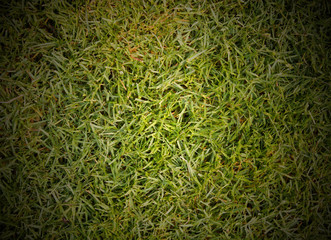 grass texture grass Golf Course for design pattern and backgroun