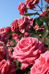バラの花