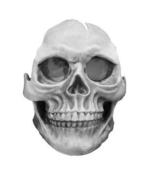 human skull model isolated on white background.