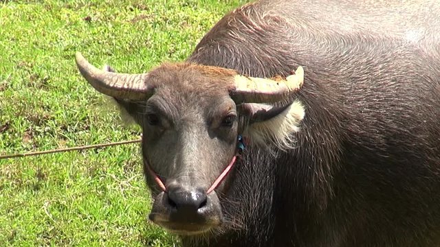 A Domestic Asian water buffalo (Bubalus bubalis) Stares at the camera. Close-up.