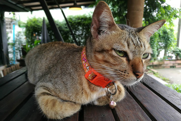 brown cat close up yellow eyes