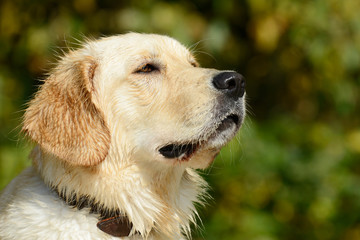 wet Dog golden retriever sitting and looking