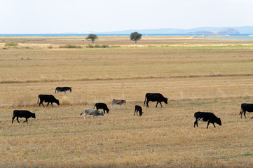 Cows on harvested meadow field