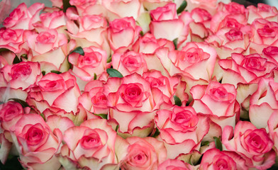 beautiful bouquet of pink roses