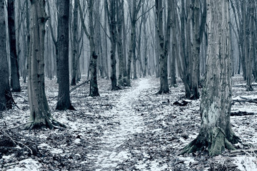 Las Zwierzyniecki - pierwszy śnieg
