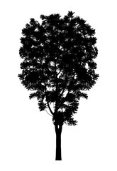 silhouette a tree silhouette Isolated on white background 
