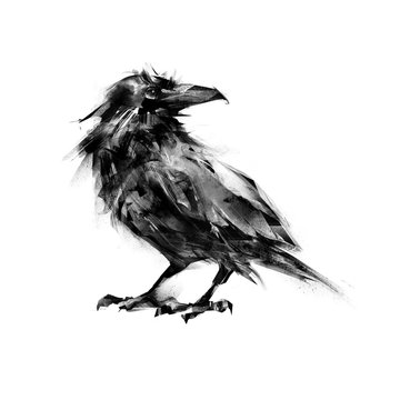 raven on white background picture