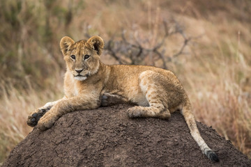 The young Lion King pretender surveys his domain as evening falls... 