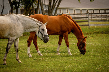 Obraz premium Salt and Cinnamon