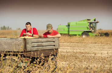 Soybean fields at harvesting time
