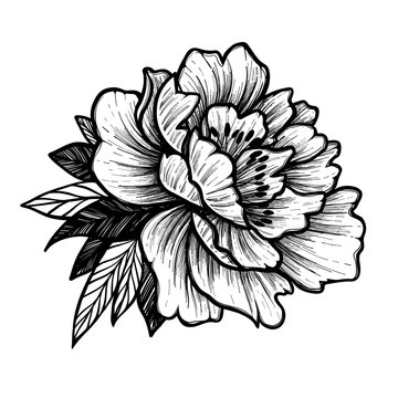 Hand drawn vector illustration - Peony flower. Floral Tattoo sketch