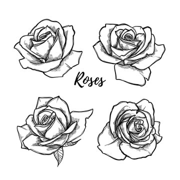 Hand drawn vector illustration - set of roses. Floral Tattoo sketch