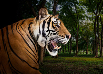 Fototapeta premium Siberian tiger in the wild
