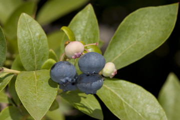 Blueberry berries on a bush in the garden