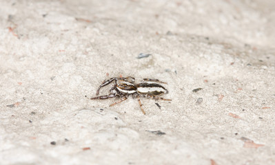 Small spider runs on stone