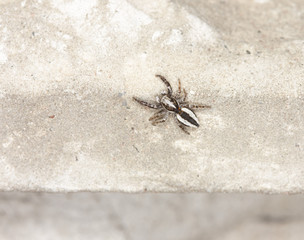 Small spider runs on stone