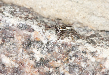 Small spider runs on stone