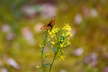 butterfly sitting on a yellow flower. Natural background For your design. Poster