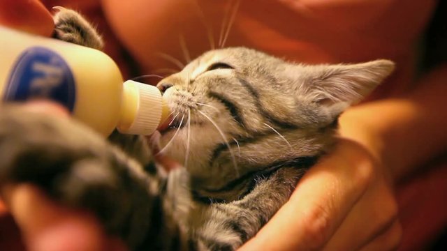 Tiny kitten sucks milk from the bottle. Profile portrait. Video on love for animals, adoption, care for others, tenderness and childhood.