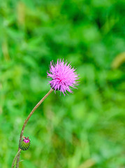 Carduus nutans flower, common names musk thistle, nodding thistle
