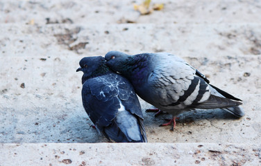 couple of doves in loving.