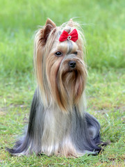 Typical Yorkshire Terrier in the garden