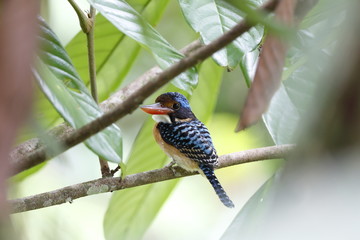 Banded kingfisher / This is very rare wild bird photo which was took in Malaysia Borneo.This bird name is Banded kingfisher.