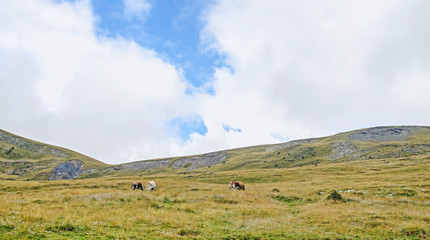 Transalpina road, Parang Mountains, hills with green grass and cows