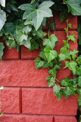 Bluszcz na tle czerwonego muru