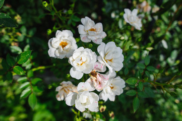 Obraz na płótnie Canvas Białe kwiaty róży