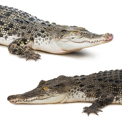 Fototapeta premium Crocodile isolated
