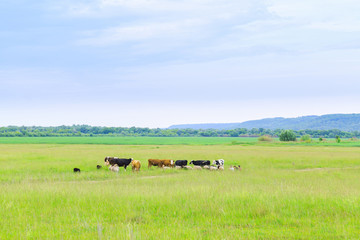 cows graze on a green meadow