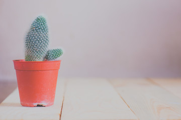 cactus on wooden table, vintage style