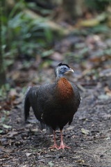 Great argus /This is very rare wild bird photo which was took in Malaysia Borneo.This bird name is Great argus.