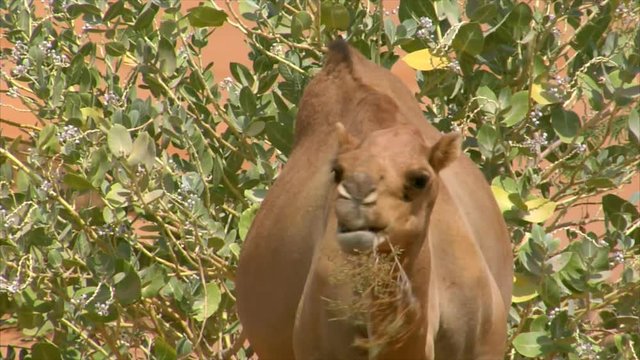 10282 camel eat
