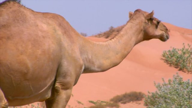 10285 camel walk on street
