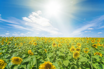 Green field with yellow sunflowers under a blue sky with clouds, sunny
